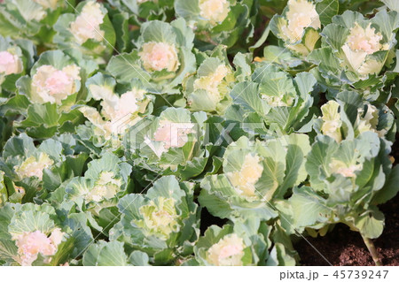 ハボタンの花 ハボタンの花 45739247