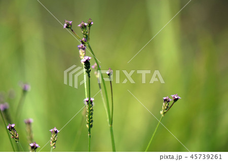 荒れ地の花笠 45739261