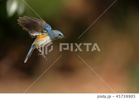 ルリビタキ ルリビタキ 45739905