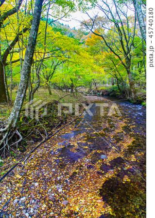 男池湧水の紅葉 【大分県由布市】 男池湧水の紅葉 【大分県由布市】 45740180