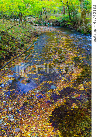 男池湧水の紅葉　【大分県由布市】 45740183