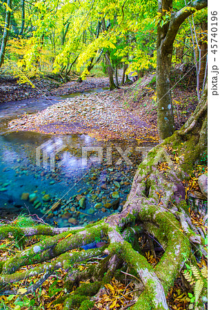 男池湧水の紅葉　【大分県由布市】 45740196