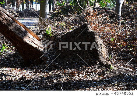 平成30年台風第21号で倒木などの大きな被害を受けた大阪城公園 平成30年台風第21号で倒木などの大きな被害を受けた大阪城公園 45740652
