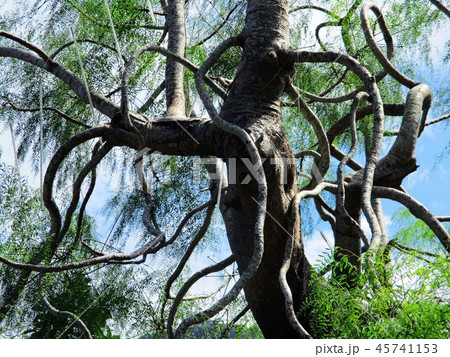 原住民 先住民族 部族 45741153