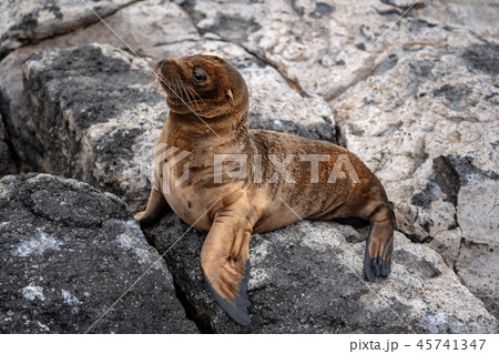 ガラパゴスアシカ sea lion ガラパゴスアシカ sea lion 45741347