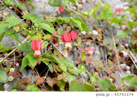 チロリアンランプ チロリアンランプ 45741374