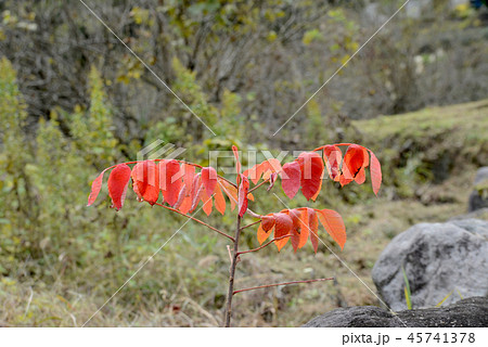 ハゼの紅葉 45741378