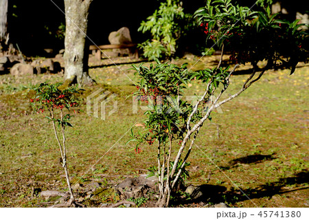マンリョウの赤い実 45741380