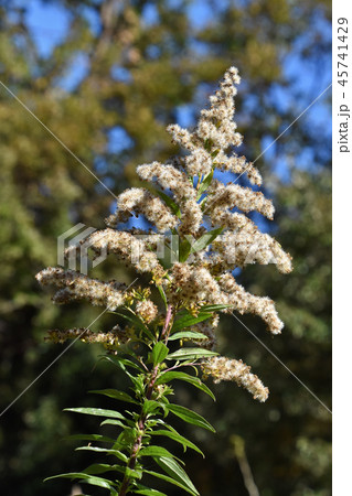 背高泡立草の綿毛 背高泡立草の綿毛 45741429