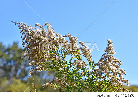 背高泡立草の綿毛 背高泡立草の綿毛 45741430