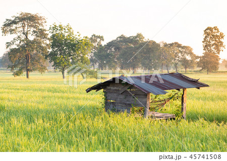 Old hut in green rice field with sunlight Old hut in green rice field with sunlight 45741508
