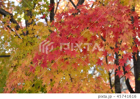 錦織りなす紅葉 45741616