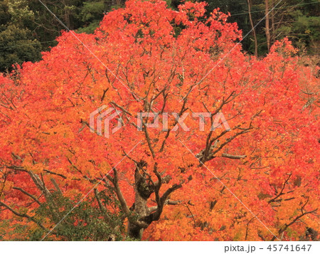 勝尾寺の紅葉 45741647