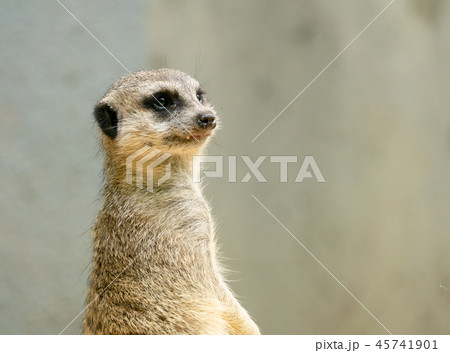 ミーアキャット　何かを見つめる 45741901