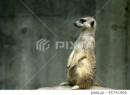 ミーアキャット　全身　直立不動 45741909