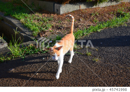 野良猫たち 野良猫たち 45741998