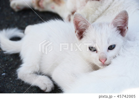 野良猫たち 野良猫たち 45742005