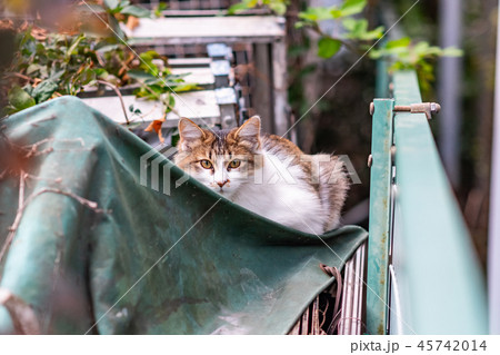 見つめる猫、ある街角にて 見つめる猫、ある街角にて 45742014