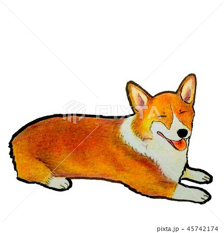 ふせてコーギースマイルを見せるコーギー 45742174