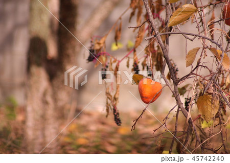 甲州市の晩秋と柿 甲州市の晩秋と柿 45742240