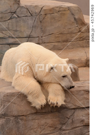 ホッキョクグマ173 45742969