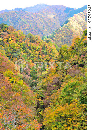 <奥多摩> 渓谷の紅葉 東京都西多摩郡奥多摩町 <奥多摩> 渓谷の紅葉 東京都西多摩郡奥多摩町 45743088