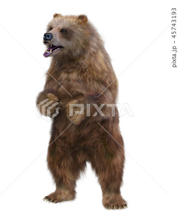 熊 熊 45743193