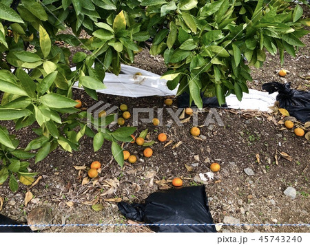 落ちたミカン 45743240
