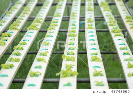 Young and fresh vegetable in greenhouse Young and fresh vegetable in greenhouse 45743669