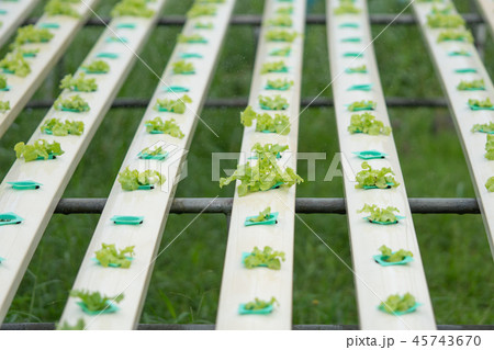 Young and fresh vegetable in greenhouse Young and fresh vegetable in greenhouse 45743670