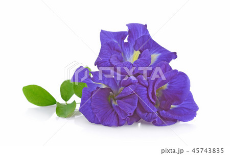 Clitoria ternatea or Aparajita flower Clitoria ternatea or Aparajita flower 45743835