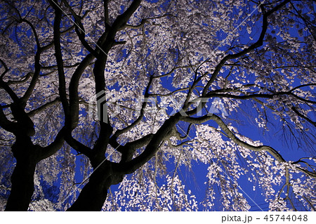 花 桜 夜桜 花 桜 夜桜 45744048