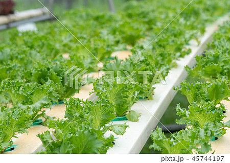 Lettuce growing in Organic hydroponic vegetable Lettuce growing in Organic hydroponic vegetable 45744197