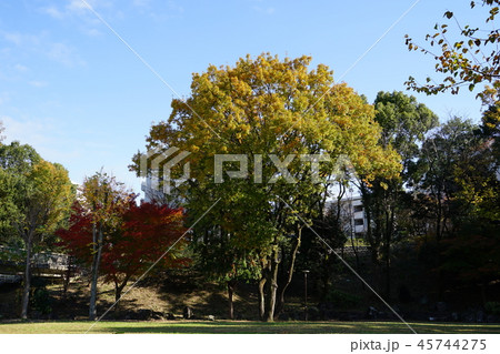 11月の谷戸池公園 11月の谷戸池公園 45744275