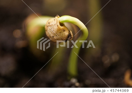 Growth of new life green plants glose up on ground background 45744369