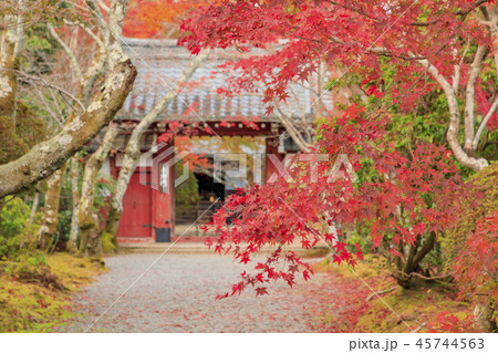 常照寺　紅葉 45744563