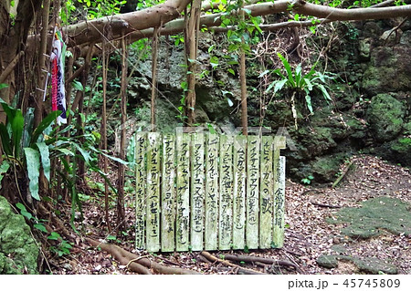 チビチリガマ 45745809