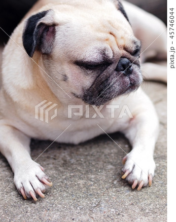 lovely funny white cute fat pug dog portraits 45746044