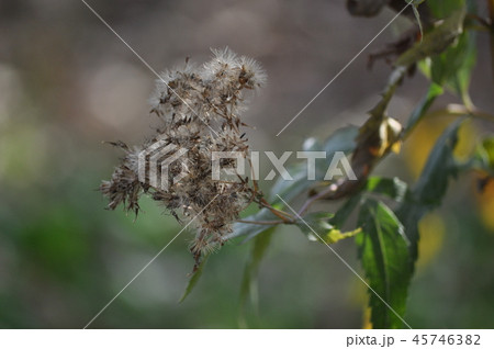 フジバカマの種 45746382