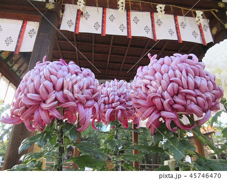 御靈神社（上御霊神社）の大菊 45746470