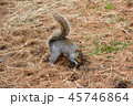 ＜米国＞りすイメージ 45746864