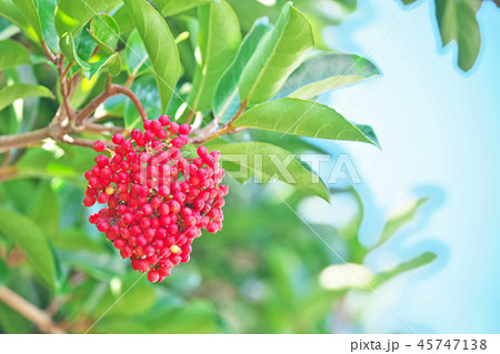 鮮やかな赤のサンゴジュの実 45747138