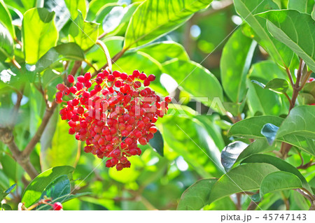 鮮やかな赤のサンゴジュの実 45747143