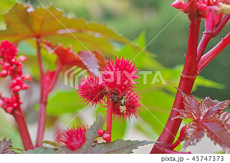 真赤なトウゴマの実 45747373