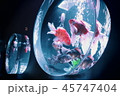 金魚 45747404