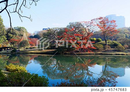 六義園の紅葉と青空　中の島と田鶴橋 45747683