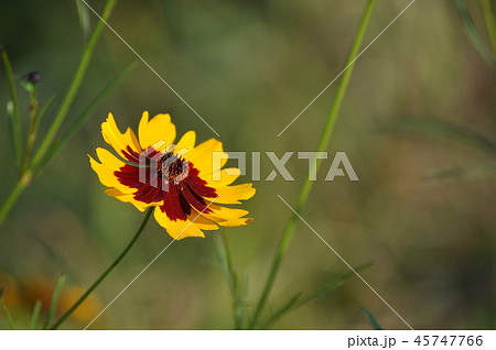 ハルシャギク（波斯菊） 45747766