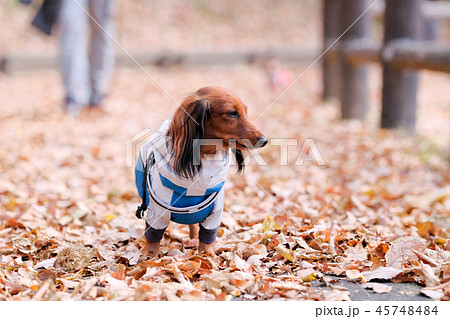 ダックス　カニンヘン　季節　 45748484