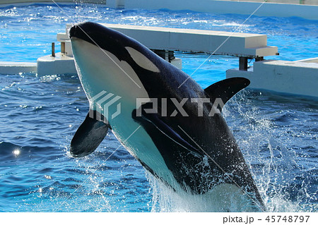 シャチの写真素材 シャチの写真素材
