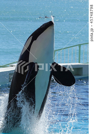 シャチの写真素材